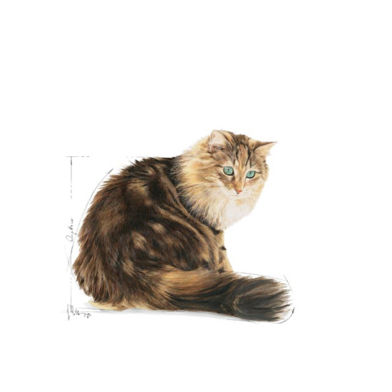 Royal Canin Ageing 12 plus Hrană Umedă pentru Pisici Senior, în Sos, 85 g